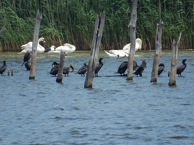 Swans and comorants, Jamaica Bay